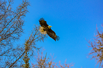 An adult bald eagle is shown flying from a branch against a clear, blue sky in Marquette County.