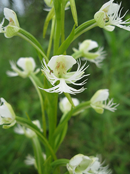 An endangered eastern prairie fringed orchid is shown.