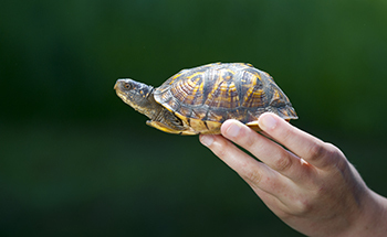 An eastern box turtle is pictured as it is being held by a survey participant.