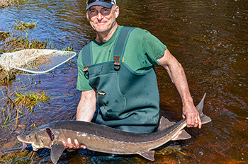 Ed Baker of the DNR's Fisheries Division holds a lake sturgeon along the shores of the Sturgeon River.