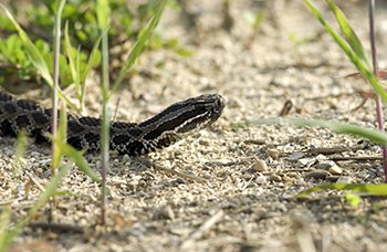 An eastern massasauga rattlesnake is shown slinking out from cover into a sandy area.