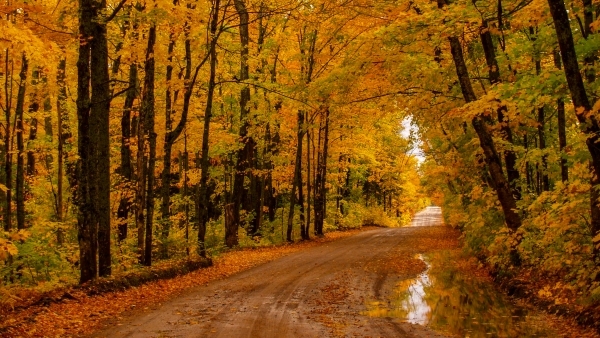 Fall forest along a country road