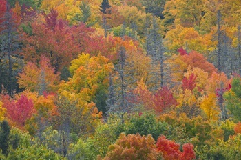 A dense, scenic fall forest in Ontonagon County, Michigan, rich with orange, amber, burgundy and green colors