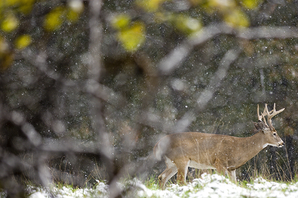 A white-tailed buck is shown on a snowy day in a Michigan forest.