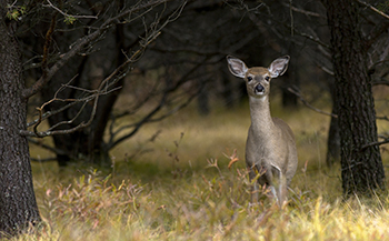 A white-tailed doe is shown in a Michigan forest.