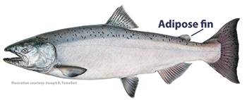 Illustration of a Chinook salmon with the adipose fin indicated. Illustration courtesy of Joseph R. Tomelleri and copyrighted.