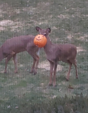 two young deer stand in a grassy field. One of the deer has an orange pumpkin-shaped candy pail around its snout