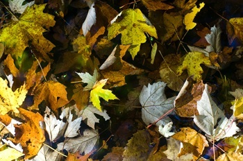 a layer of fallen, drying autumn leaves on the ground. The leaves are colored green, yellow, gold, brown and auburn.