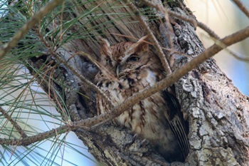 a cream, tan and rust-colored eastern screech owl with pointed ears nestles in the hollow of a tree