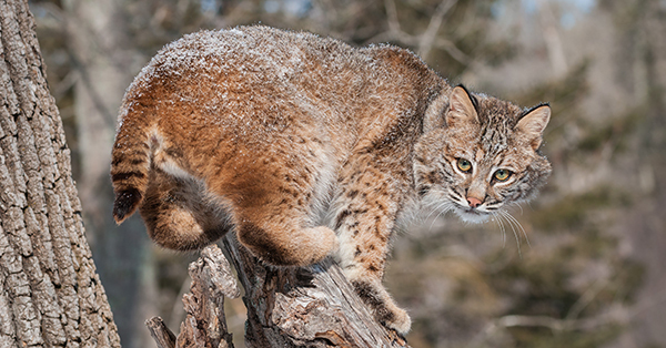 Attention bobcat harvesters: Free kill tags only available through Oct. 31
