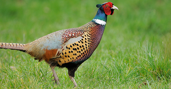 pheasant on grassy field