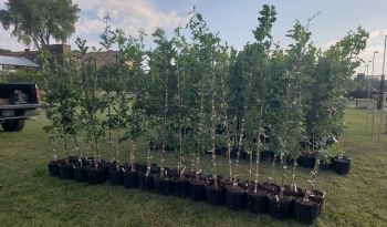 Tree grants: Trees wait for people to claim them at a tree giveaway in Detroit. 