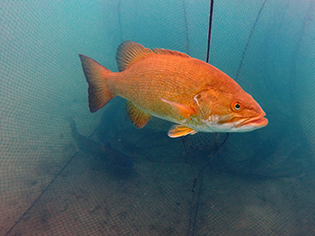 An underwater image shows a smallmouth bass, one of the species anglers target in Saginaw Bay.