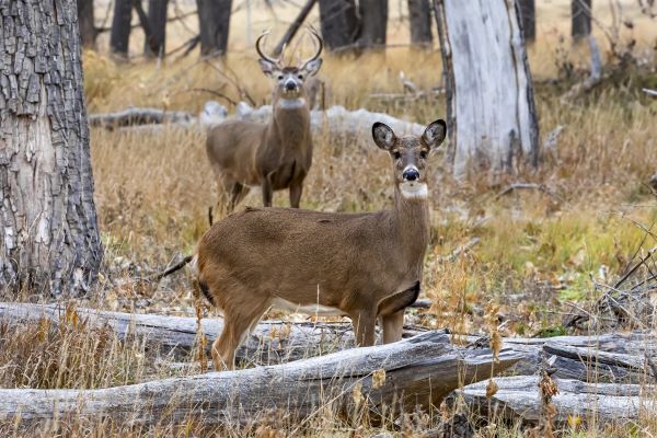 White-tailed deer stand in a fall woodlot