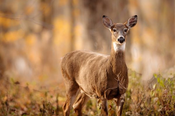 A female white-tailed deer stands in a fall field.