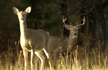 a white-tailed doe and buck with 8-10 antler points stand chest-deep in the sparse, golden grass of a sunlit field