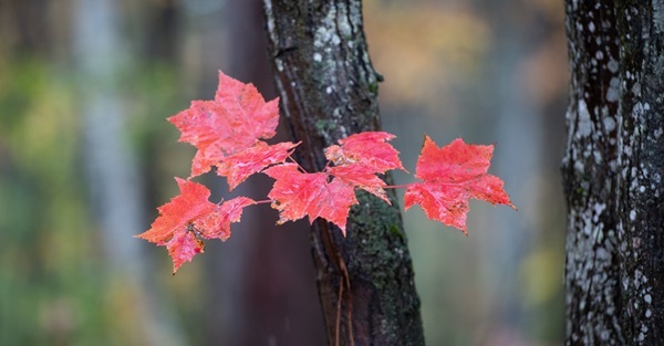 a small, thin twig with half a dozen bright red leaves against the backdrop of two tall, thick, black-barked trees amid green forest