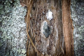 A gray and black oak wilt fungal pad found underneath the bark of an infected oak tree.