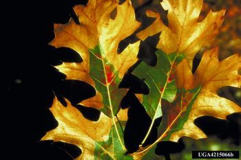 Oak wilt infection seen in a cluster of four oak leaves that are brown on the outer edges but still green in the center.