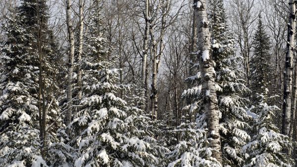 State forest in the Upper Peninsula with snow-covered trees. 