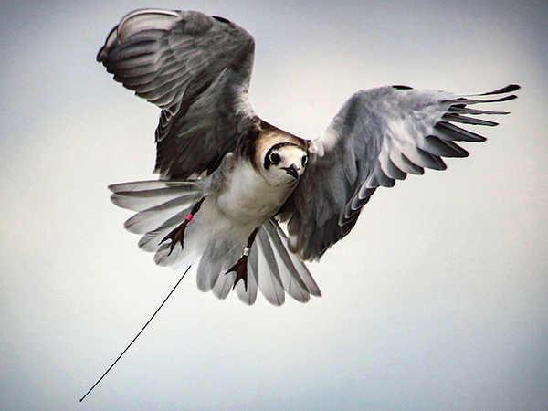 An immature black tern is shown in flight with bands on its legs and a tracking pack attached.