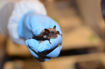 A big brown bat held in a researcher's hand is shown after being banded. 