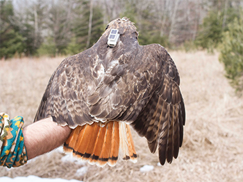 A red-tailed hawk is shown after being fitted with a transmitter pack.