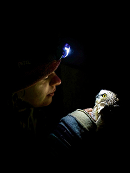 A northern saw-whet owl and the researcher holding it in her hand gaze at one another in the light of a headlamp.