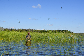 Black terns on their nesting territory in Delta County fly above a researcher's head.