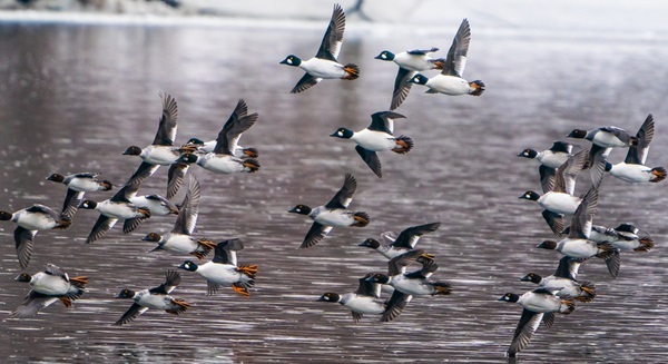 more than two dozen black and white common goldeneye ducks, with bright orange feet, take flight off a calm, gray lake