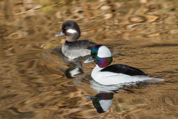 A male and female bufflehead swim.