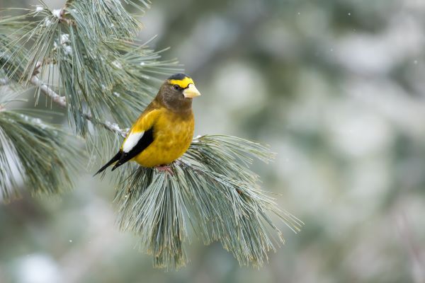 Evening grosbeak sits on a snow covered branch.