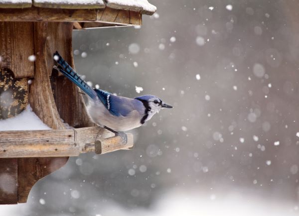 A blue jay sits on a bird feeder during a snow storm.