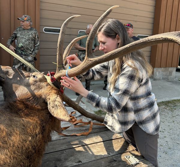 Wildlife biologist, Angela Kujawa, registers and elk during the fall elk season.