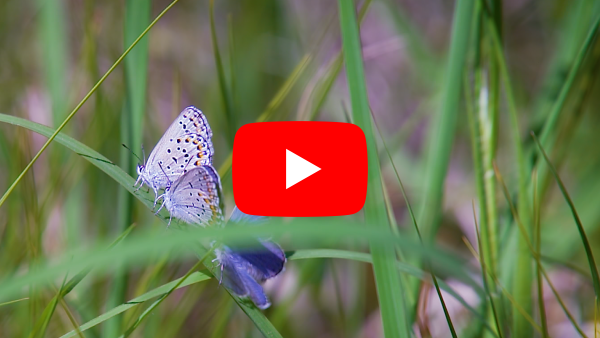 Karner Blue butterfly video thumbnail.