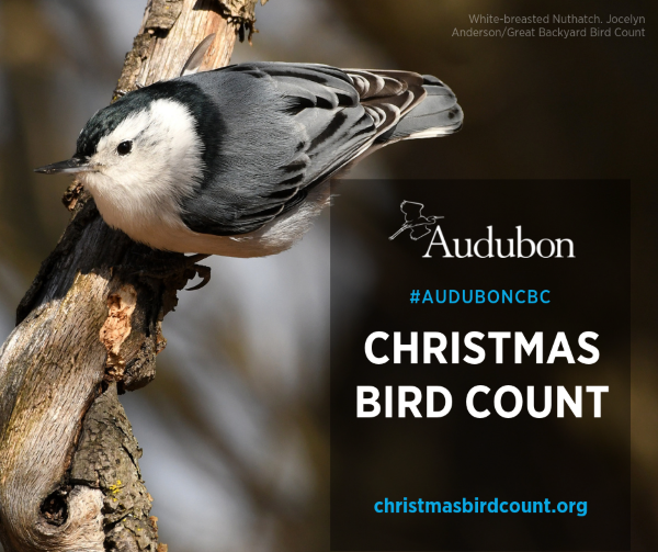 Audubon Christmas Bird Count 