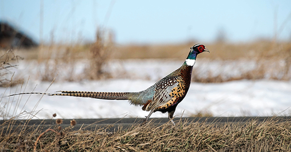 pheasant in snowy field