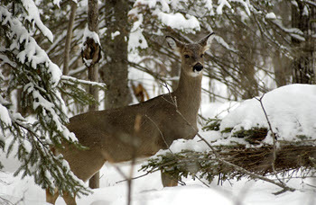 whitetail deer in snowy woods