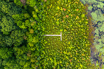 bird's-eye view of trees and boardwalk