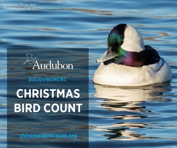 a graphic highlighting Audubon's Christmas Bird Count, showing a white, teal and burgundy bufflehead duck floating in blue water