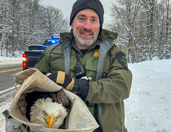 A conservation officer holds an injured bald eagle rolled up in a tarp along a snow-covered roadside.