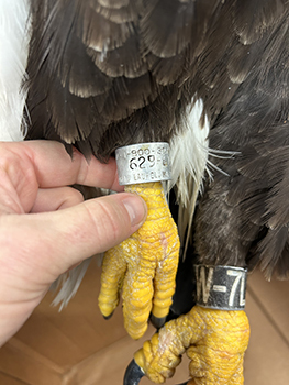 Metal bands are shown attached to the yellow legs of an injured bald eagle.
