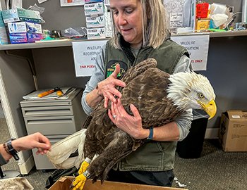 DNR wildlife biologist Christie Sitar holds an injured bald eagle in her arms.