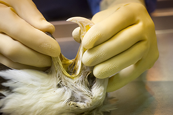 A technician looks inside the beak of a dead bald eagle during a lab examination.