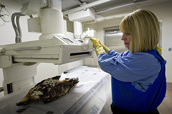 An immature bald eagle is being examined in a laboratory to determine cause of death.