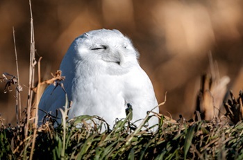 a fluffy, white snowy owl, eyes closed, sits among low-lying green and brown grasses on a sunny day