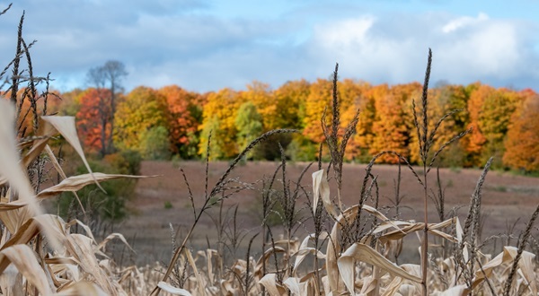 pale, dry grasses wave in the foreground against the full green and gold autumn colors of Pigeon River Country State Forest