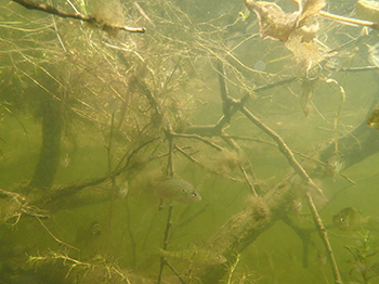 Fish use woody debris that has fallen into the water as habitat.