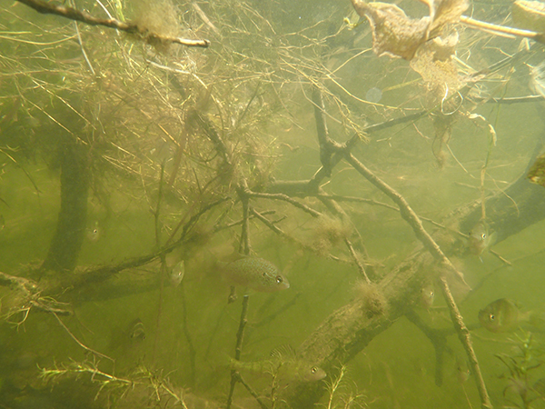 Christmas trees for fish and wildlife habitat? There are better options