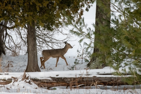 White-tailed doe deer walks among trees next to a snowy lake